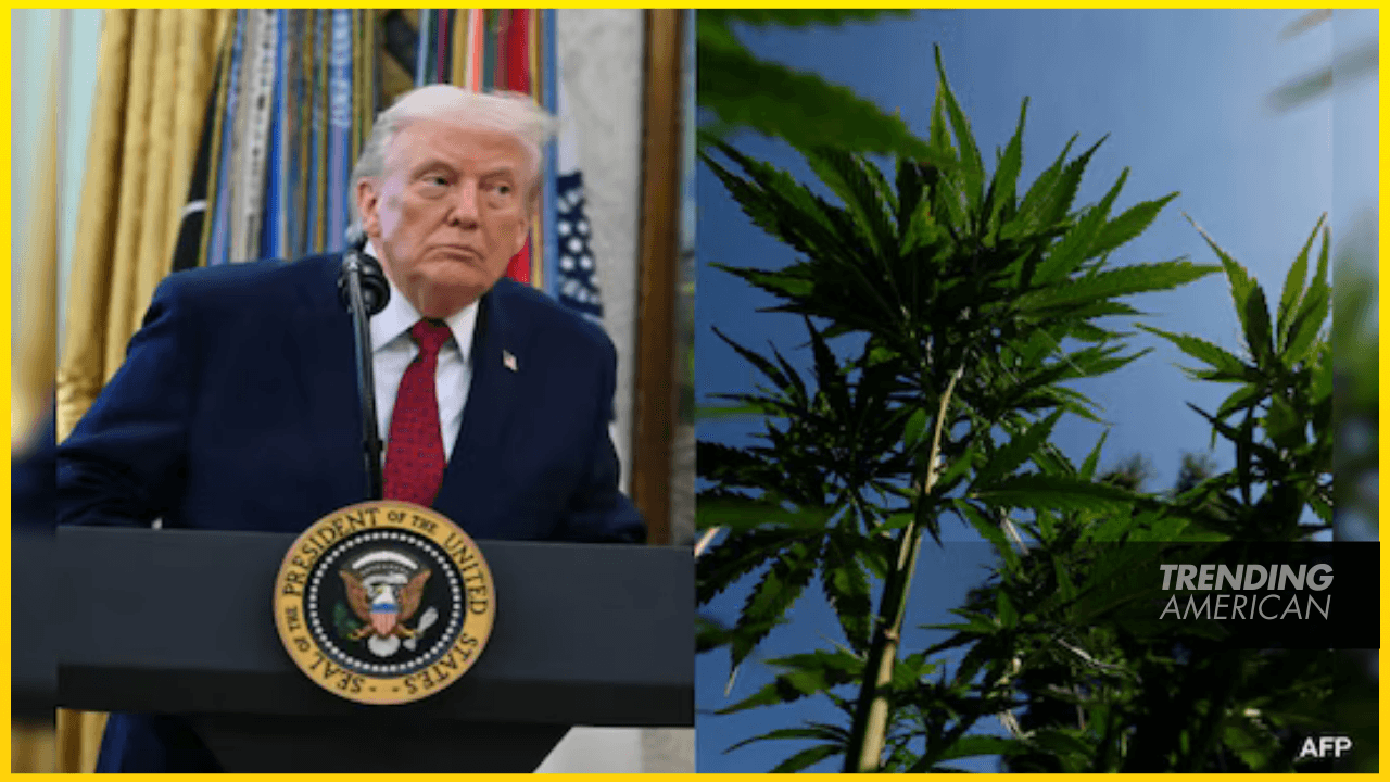 Trump says he is still ‘considering’ marijuana reclassification