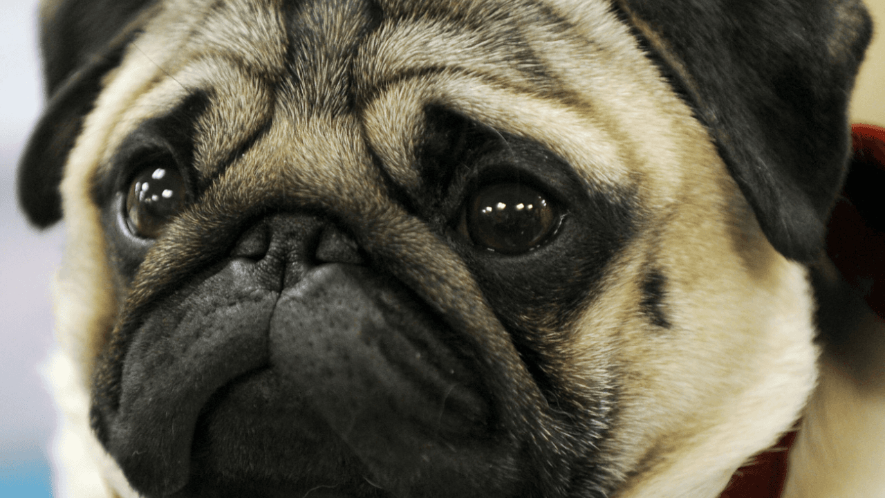 California Bill Seeks Public Animal Abuse Registry to Track Offenders for 10 Years