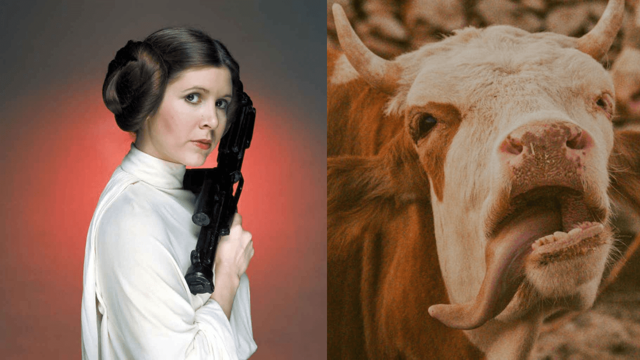 Carrie Fisher as Princess Leia next to a cow image symbolizing her famous cow-tongue warning to a Hollywood producer.
