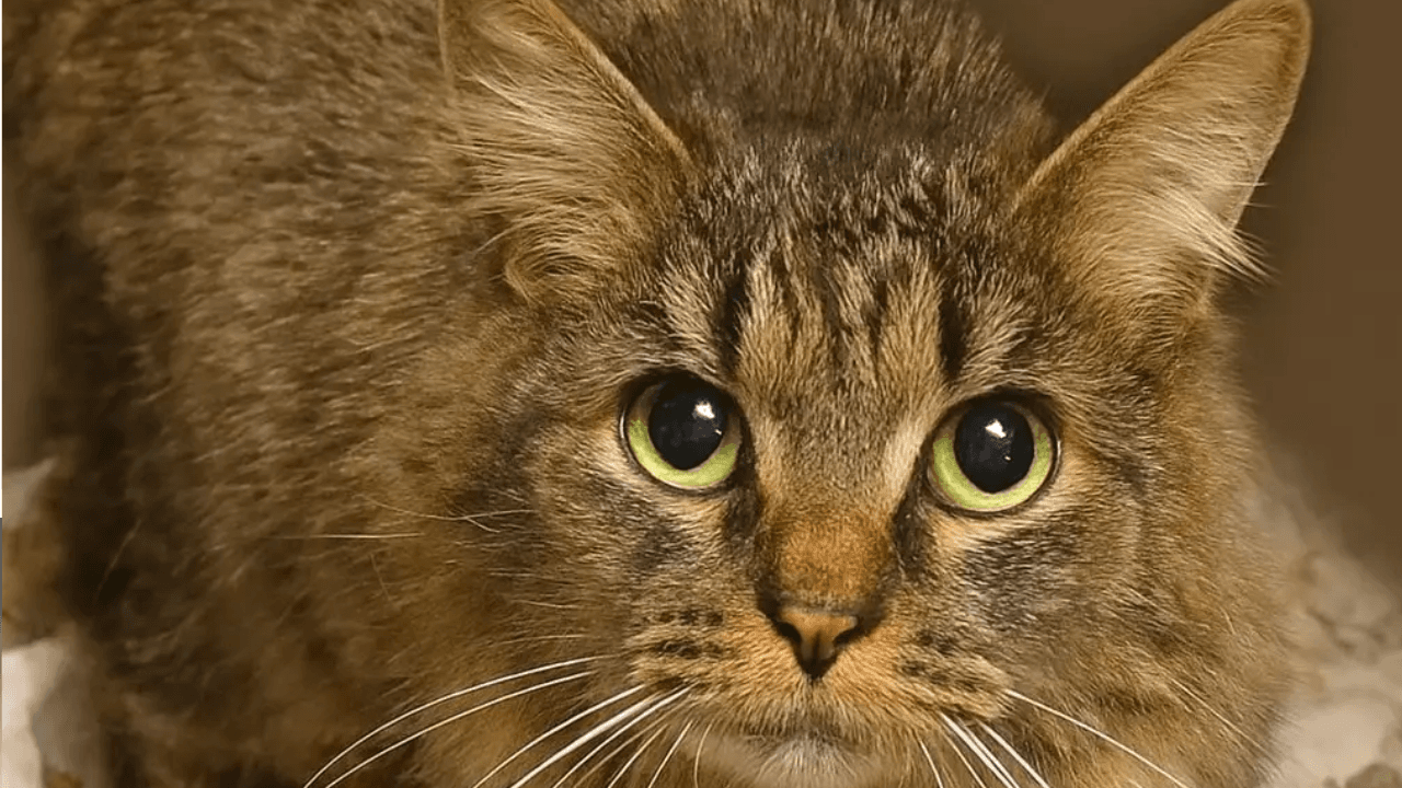 Cat Lost During Hurricane Helene Reunited With Family After 443 Days in ‘Christmas Miracle’