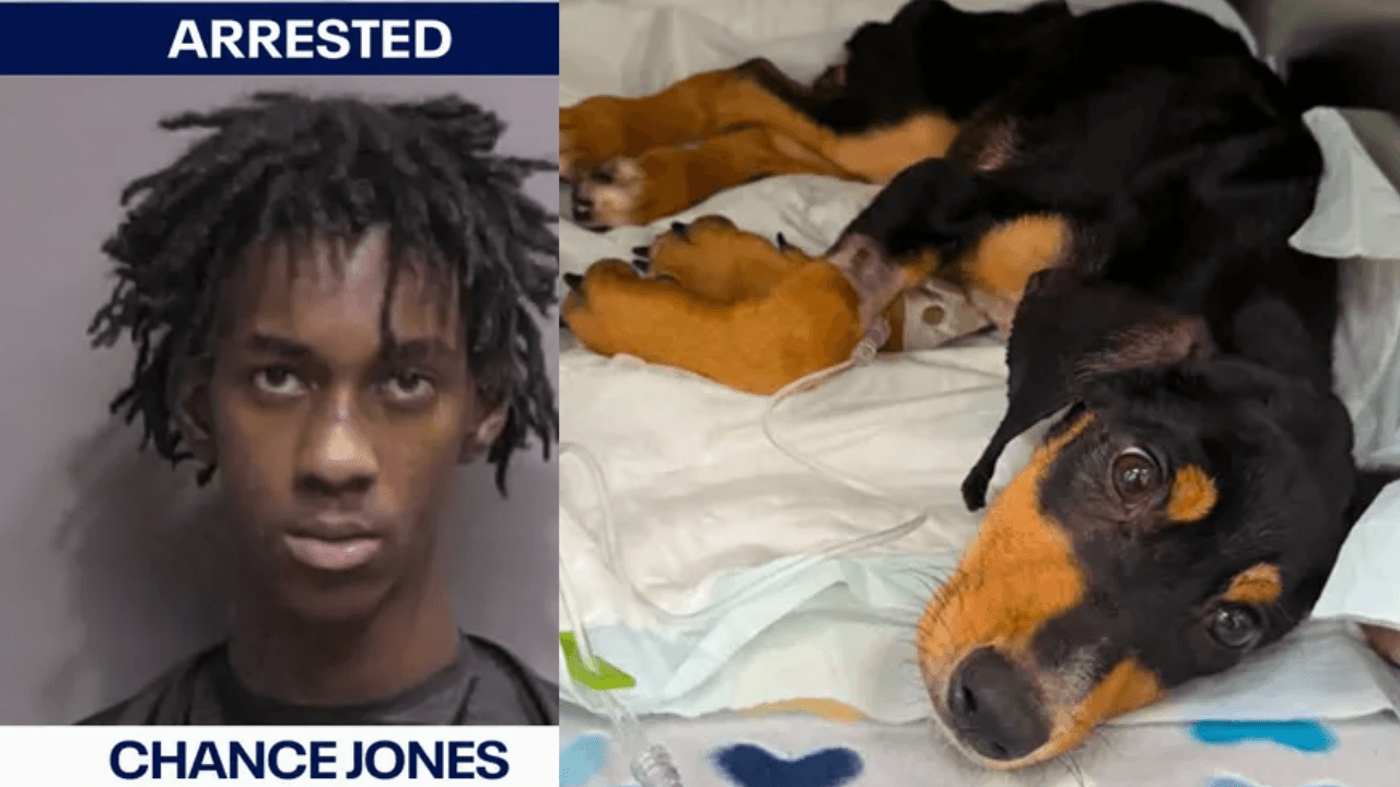 Florida Man Accused Of Starving Puppy To Death In Locked Garage