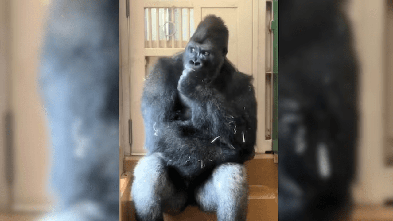 Gorilla’s Human-Like Reaction After Mate Dispute Wins The Internet