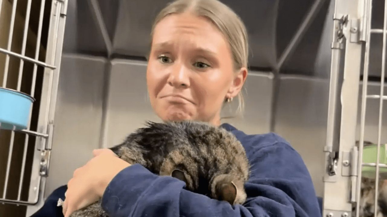 Heartbroken Cat Hides Her Face After Family Returns Her To Shelter