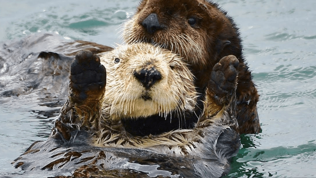 Lost Sea Otter Pup Reunited With Mother in California After Emotional Rescue