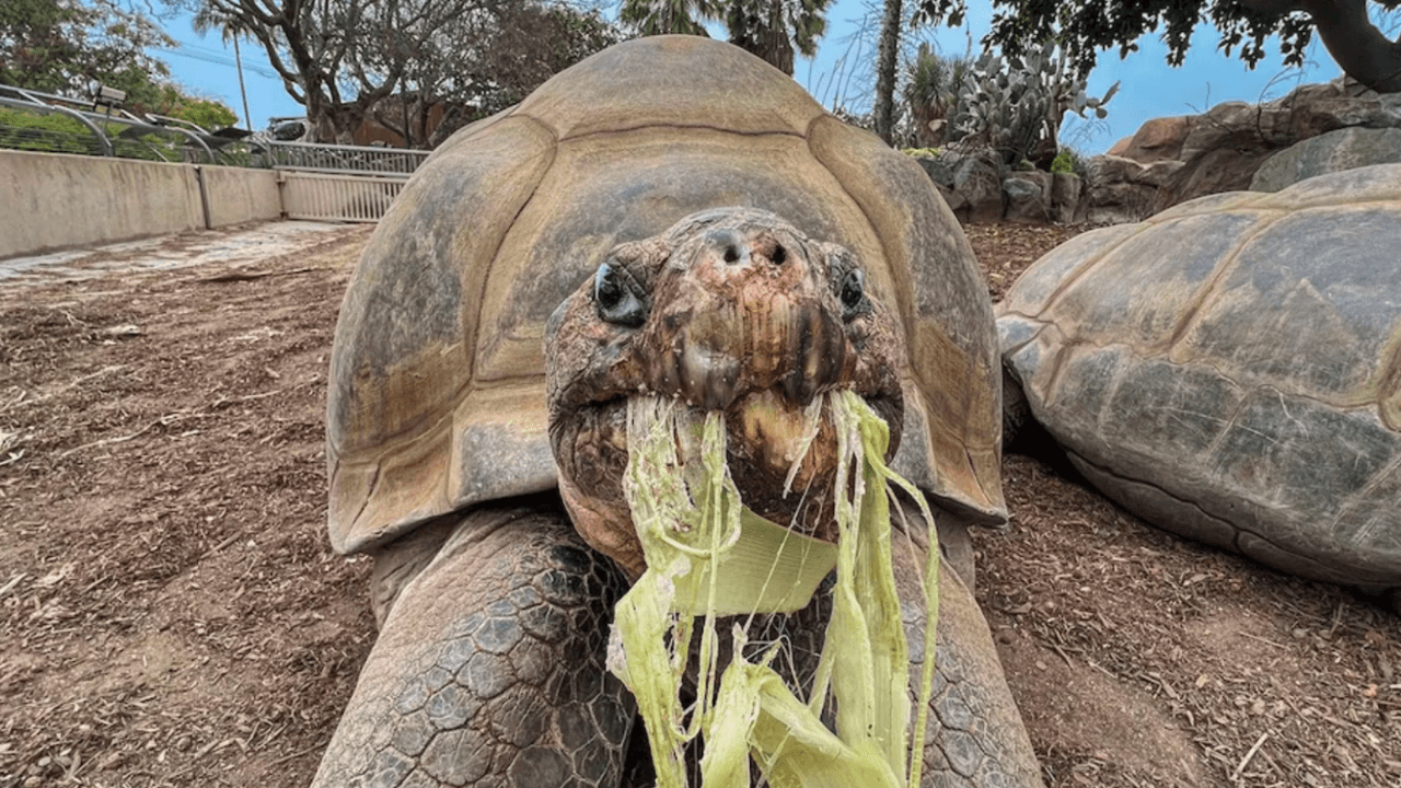 San Diego Zoo Mourns Gramma, 141-Year-Old Galápagos Tortoise and Longest-Lived Resident
