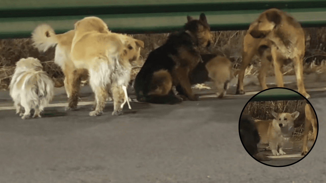 Seven Dogs Escape Theft and Walk 17 km Home in Viral Journey Led by Corgi