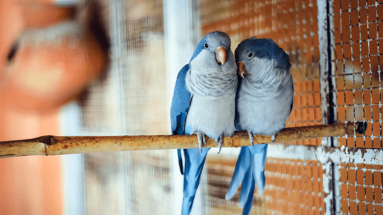 Study Finds Bird Masturbation Is Natural and Widespread, Not Just a Sign of Stress