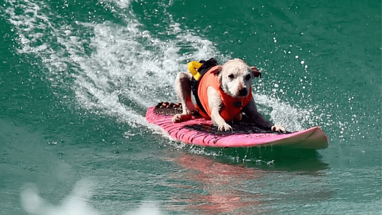 Surfing Dog Sugar Dies at 16 After Cancer Battle, Leaving Surf Community in Mourning