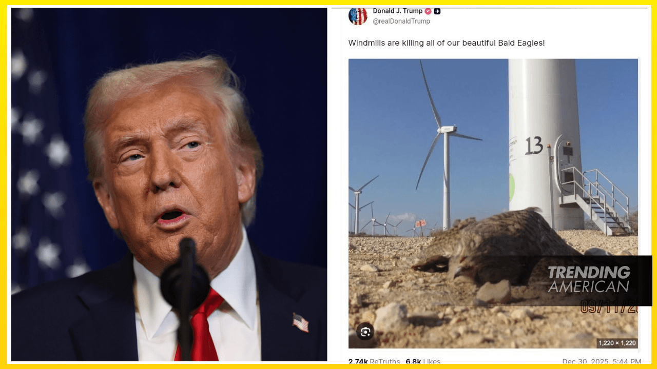 Trump Posts Photo of Dead Falcon in Israel and Says, ‘Windmills Are Killing All of Our Beautiful Bald Eagles!’