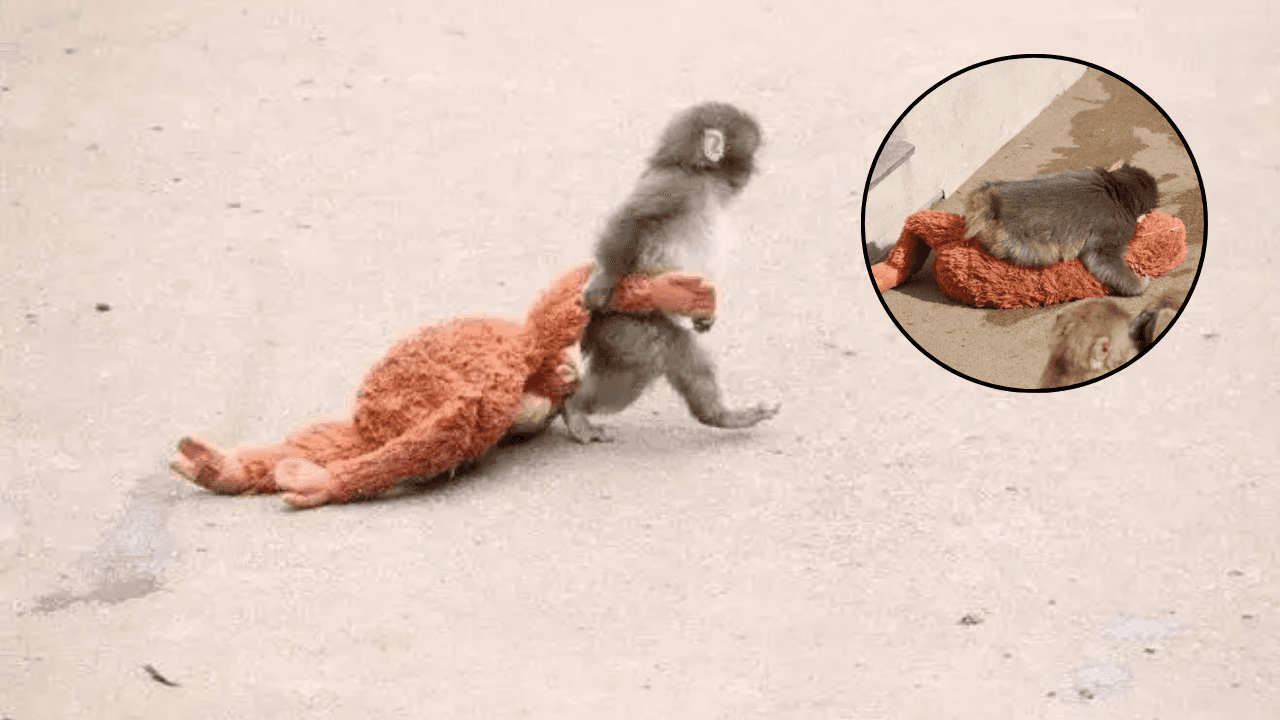 Viral Baby Monkey Punch Bonds With Stuffed Animal After Being Abandoned at Birth