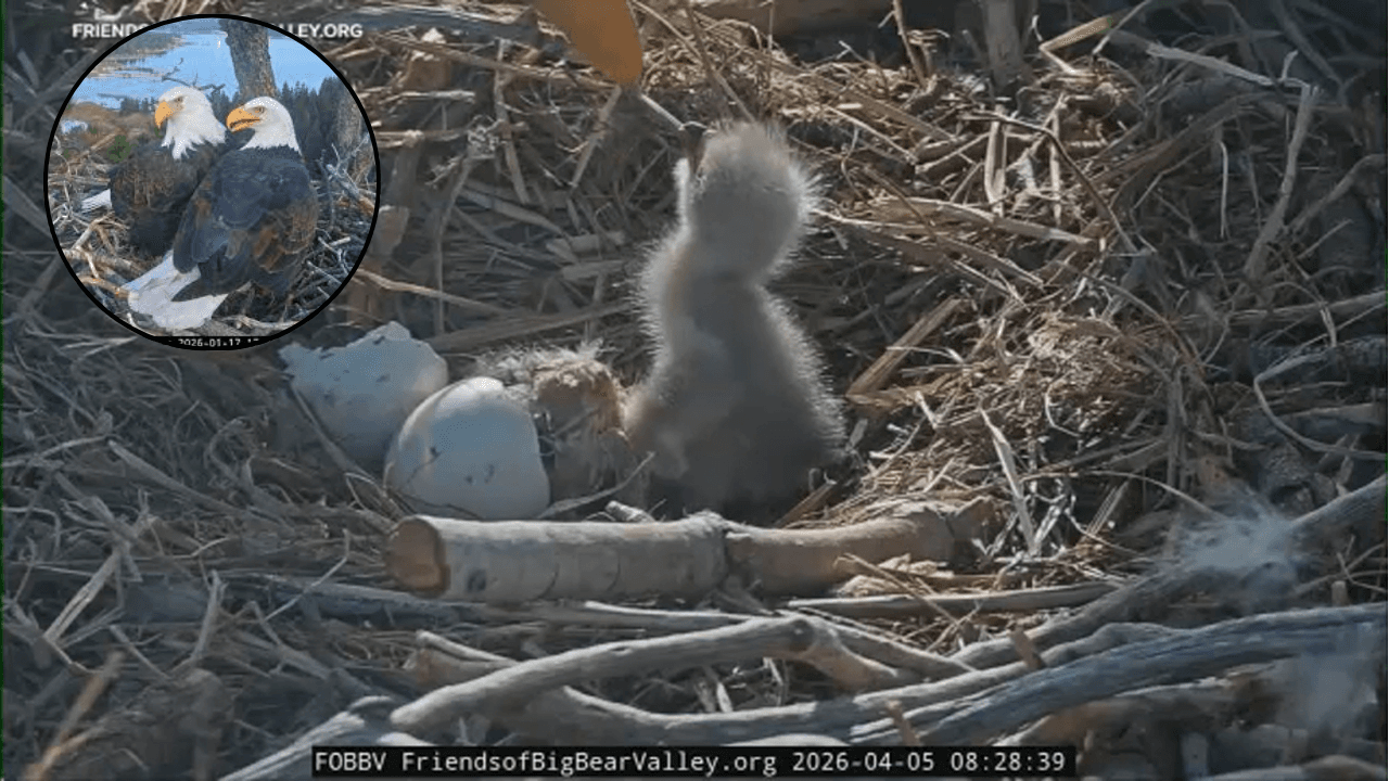 Viral Bald Eagles Jackie and Shadow Welcome Two New Eaglets in Big Bear Nest