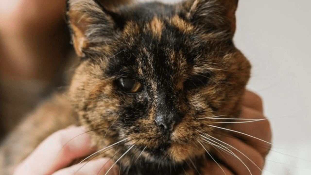 World’s Oldest Cat Celebrates 30th Birthday, Easing Fears and Delighting Animal Lovers