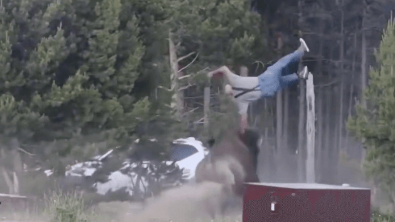 Yellowstone Bison Tosses Tourist 8 Feet Into Air in Shocking Campground Attack