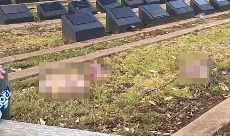 Pig Heads Dumped – Sydney’s Heartbreaking Hatred Unleashed
