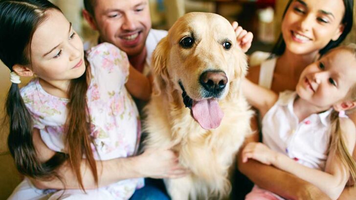 Tips for pet care during the summer season