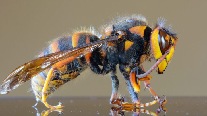 The Largest Wasps In The World