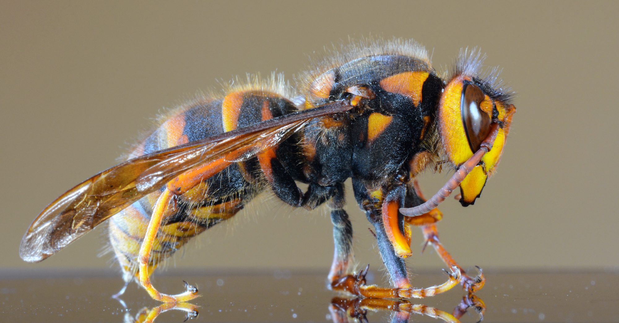 Largest Wasps