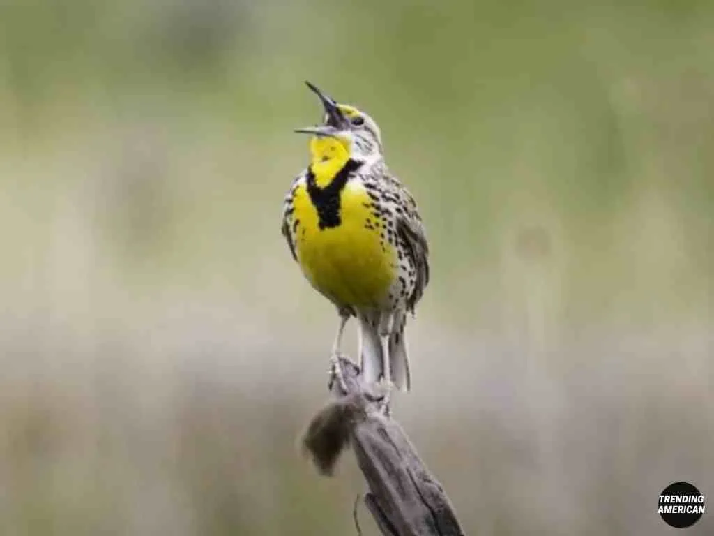 Kansas State Bird