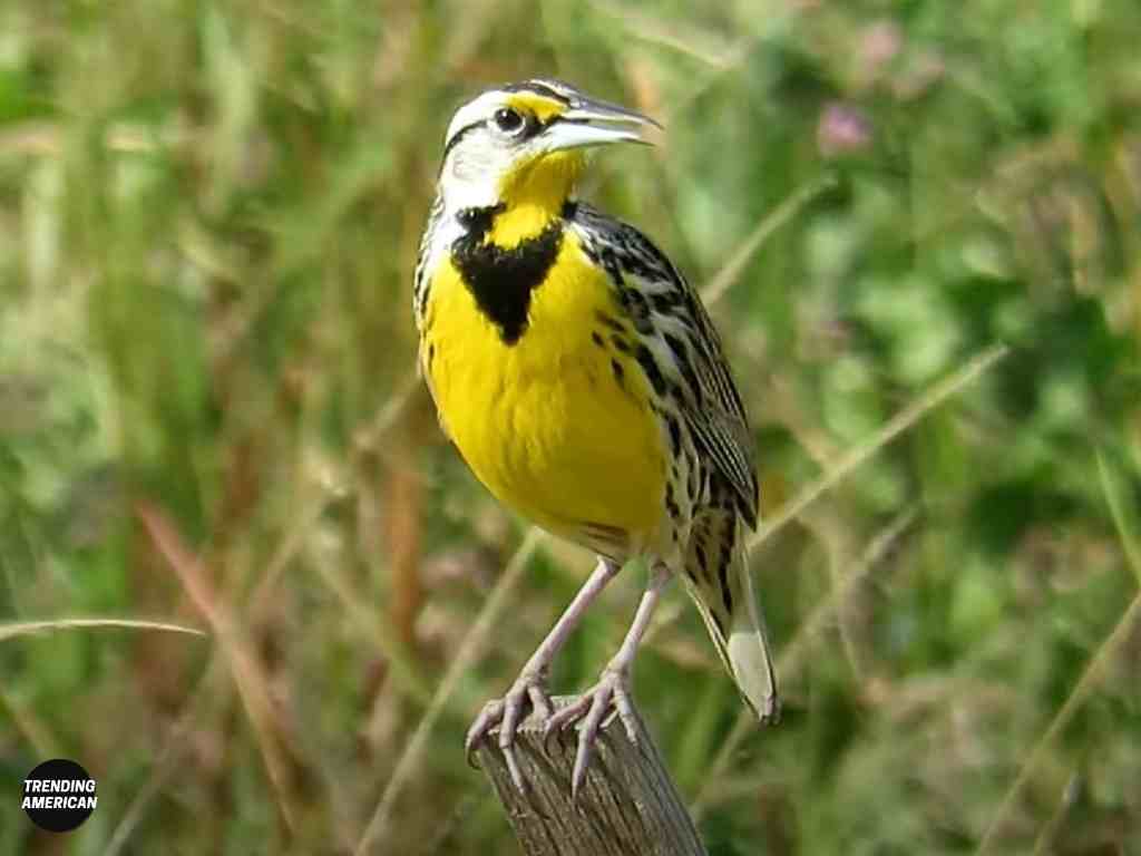 Western meadowlark - State bird of six states in USA
