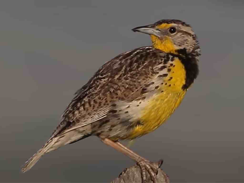Kansas State Bird Western Meadowlark