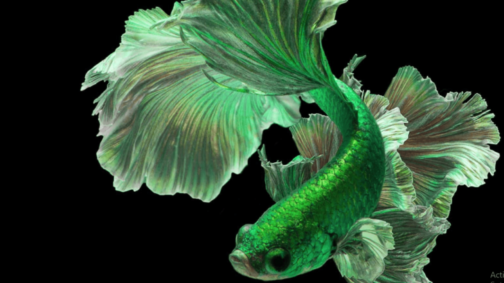 <strong>Do Green Betta Fish Exist?!?</strong>