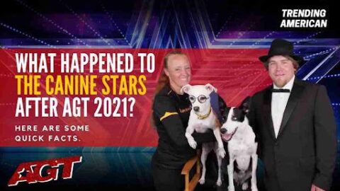What Happened to The Canine Stars after AGT 2021? Here are some quick facts.