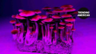 What are psychedelic therapy and magic mushrooms