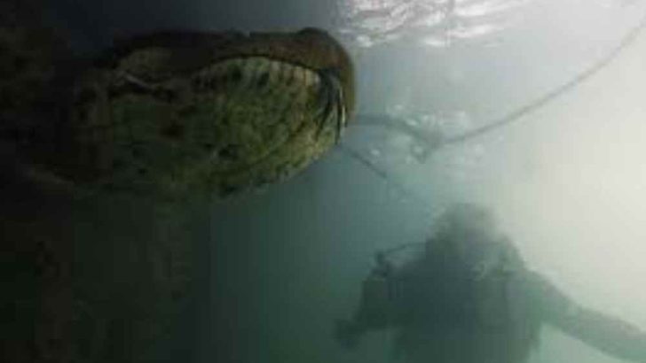 A Diver’s Terrifying Face-to-Face Meeting with a Giant Anaconda In a Brazilian River!