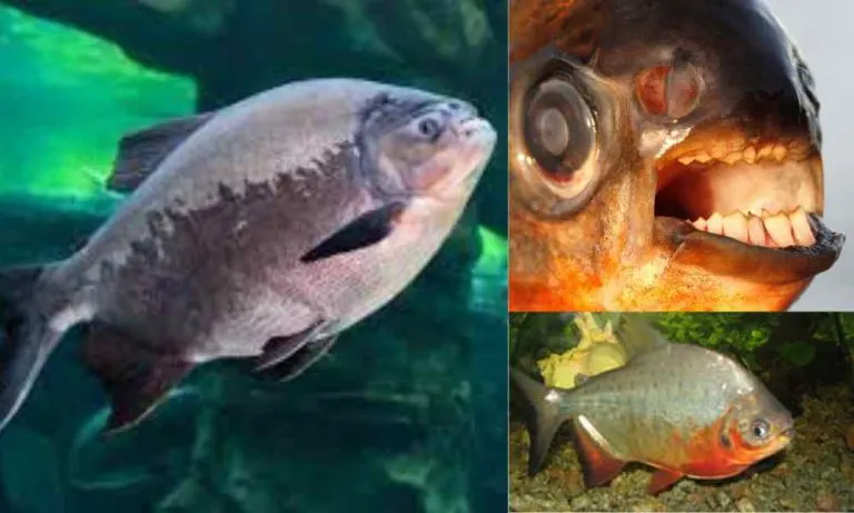 Bizzare Facts About The Pacu Fish With Human-like Teeth!