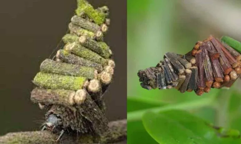 Curious Facts about Bagworm Moth Caterpillars | Nature’s Master Architects With a Log Cabin on Top!