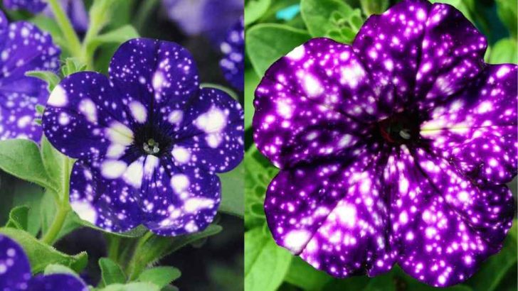 Fascinating Facts About The Enchanting ‘Galaxy Petunias’.