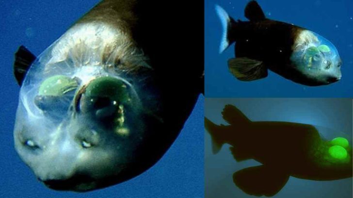 Fascinating Facts About the Barrel Eye Fish | The Mysterious Fish With Strange Eyes And A Transparent Head!