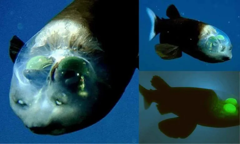 Fascinating Facts About the Barrel Eye Fish | The Mysterious Fish With Strange Eyes And A Transparent Head!