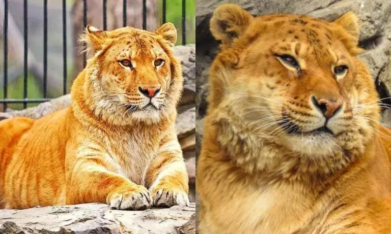 Impressive Hybrid Of a Lion And a Tiger! | What You Should Know About This Mind-Boggling Hybrid Offspring.