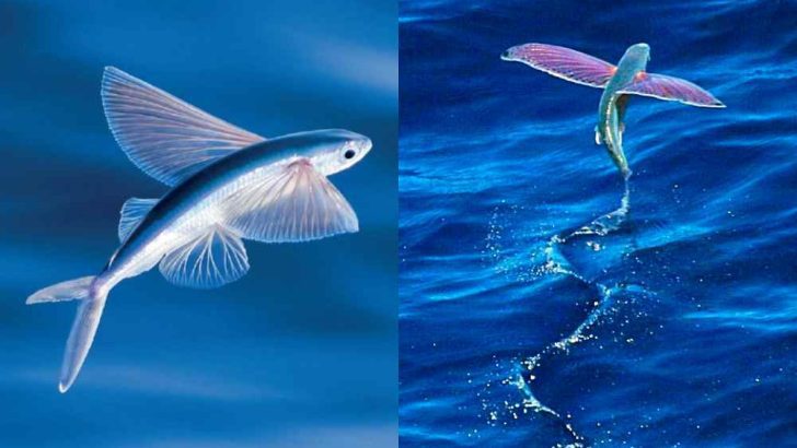 Incredible Flying Fish | A Fish That Can Jump Out of Ocean Waters and Glide In The Air!