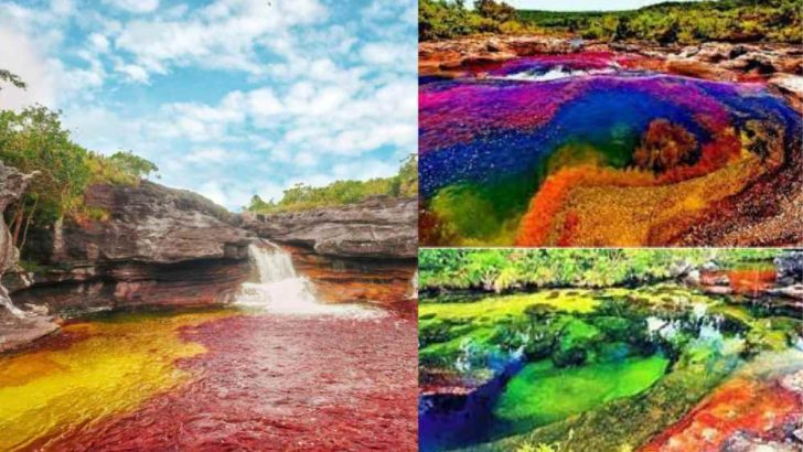The Breathtaking River of Five Colors! | Fascinating Story Behind The Rainbow Colors of Caño Cristales River