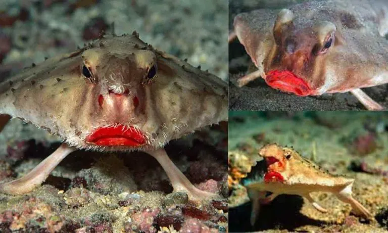 The Unusual Red-Lipped Batfish!