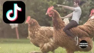 Who Will Win The Great Chicken War of 2023 The Viral TikTok Trend That's Taking Chickens from Coops to Troops.