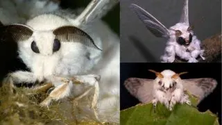 An Unidentified Species With Fur Made Out Of Soundproofing Cellulose! Impressive Facts To Learn About The Adorable 'Venezuelan Poodle Moth.'