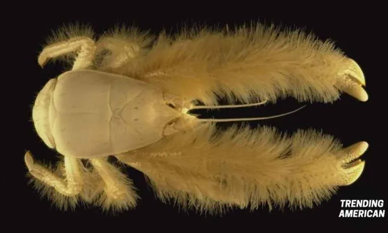 Introducing The Yeti Crabs | Real life Yeti in Deep Sea