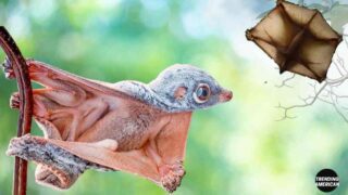 Meet the Sunda Colugo The Flying Hero of the Forest