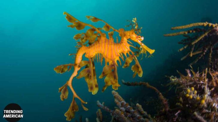 Leafy Sea Dragon | The Dragon Who Can’t Breathing Fire