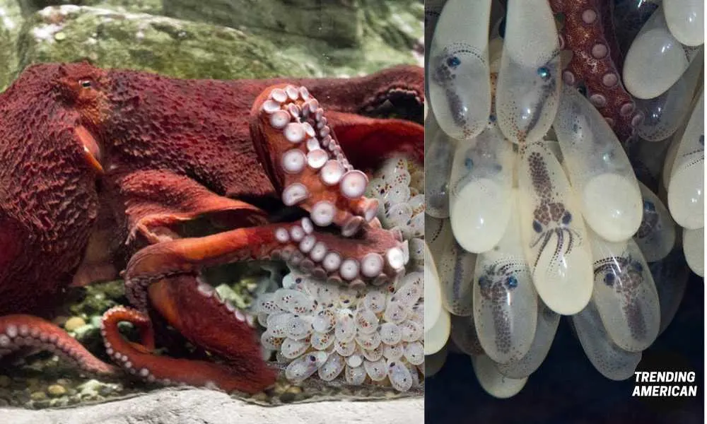 How Mother Octopuses Protect Their Eggs?