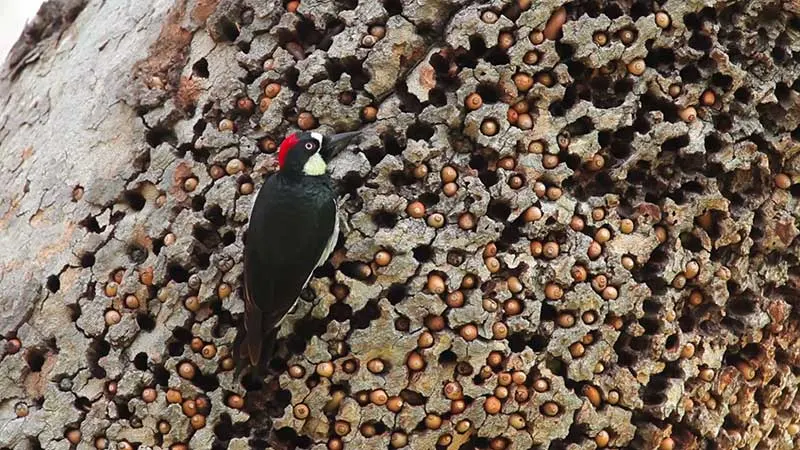 woodpeckers preparing for winter