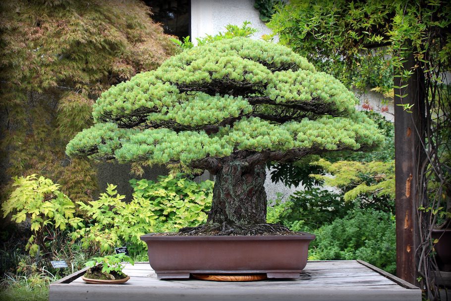 bonsai tree that survived Hiroshima