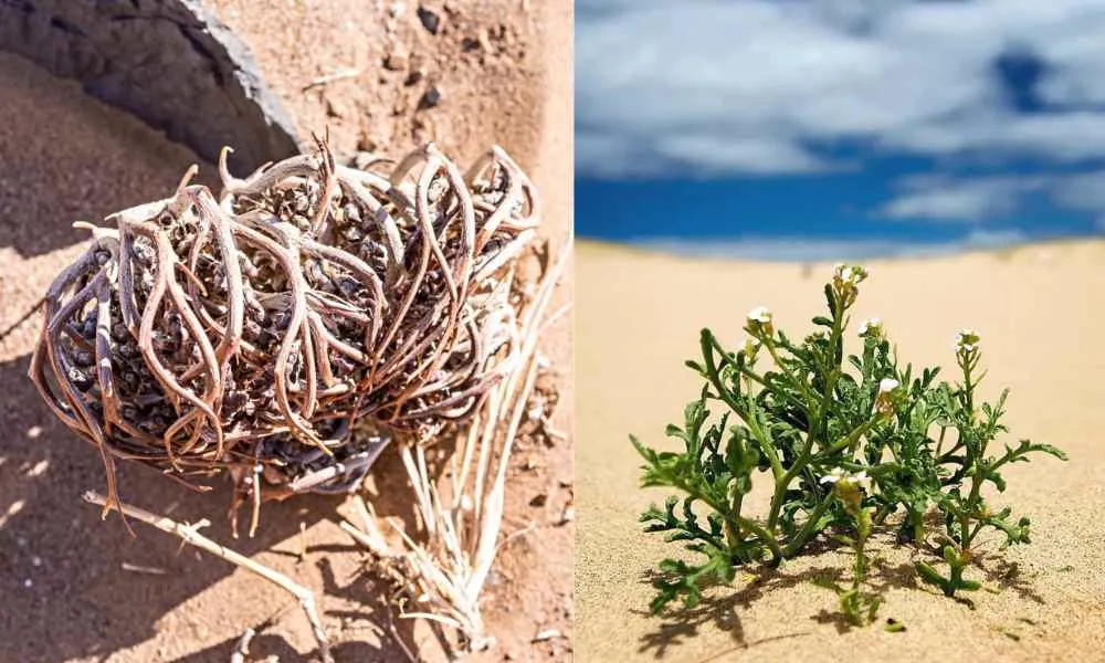 Miraculous Resurrection Plant that Comes Back to Life!