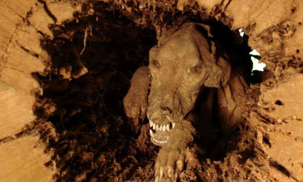 Mummified dog inside a tree trunk