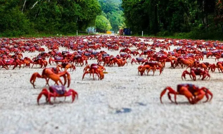 Story Behind The Red Crab Migration That Happens Every Year On Christmas Island.