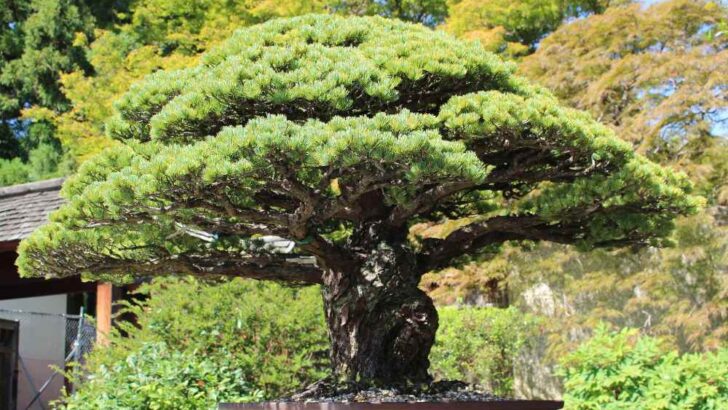 The Magical Bonsai Tree That Survived Hiroshima Bombing | The Tree Still Thrives In The US!
