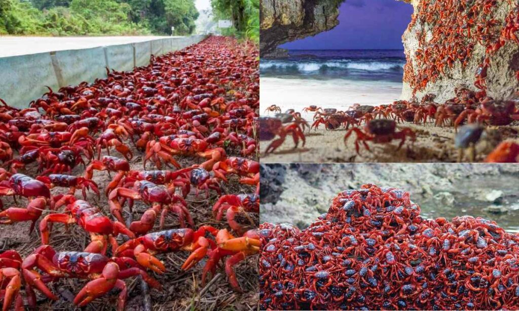 red crab migration